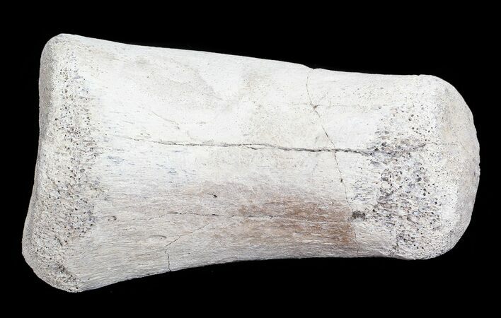 Hadrosaur Finger Bone - Alberta (Disposition #-) #71722